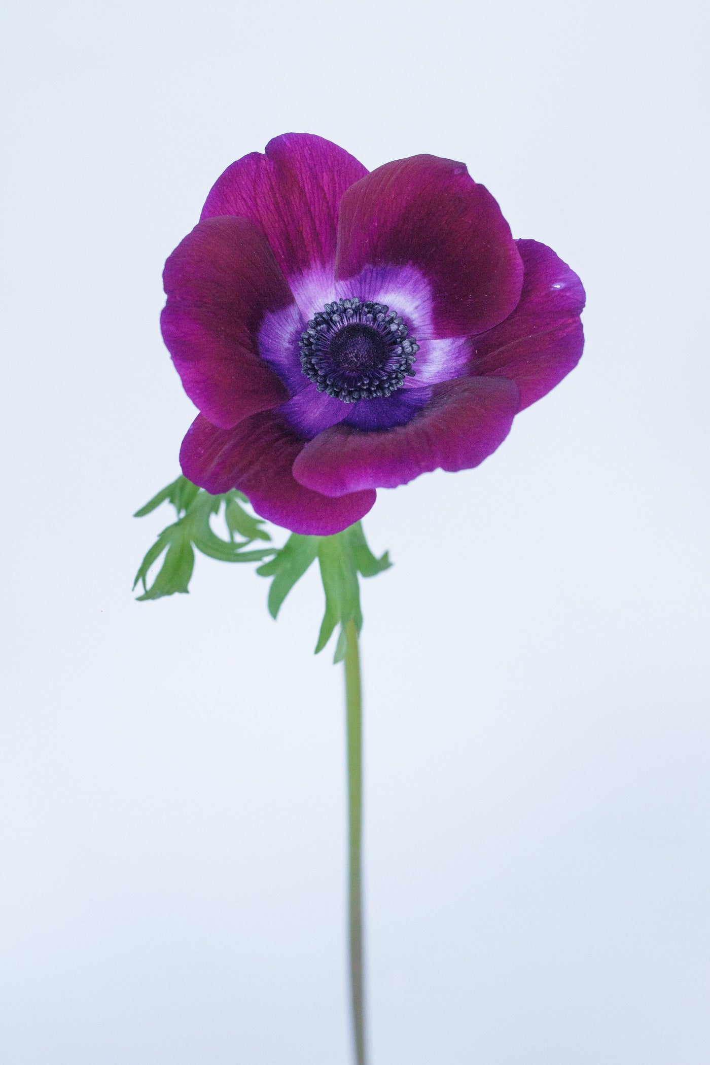 anemone burgundy wholesale focal fresh cut flower - 50