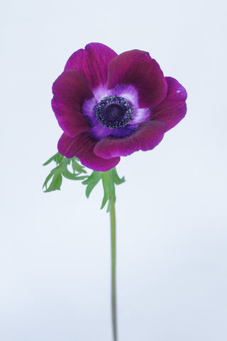 Anemone Burgundy