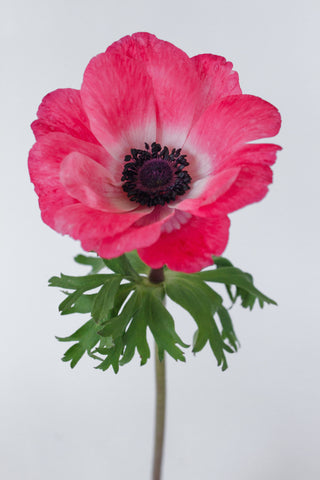 Pink Anemone Wholesale Focal Fresh Cut Flower