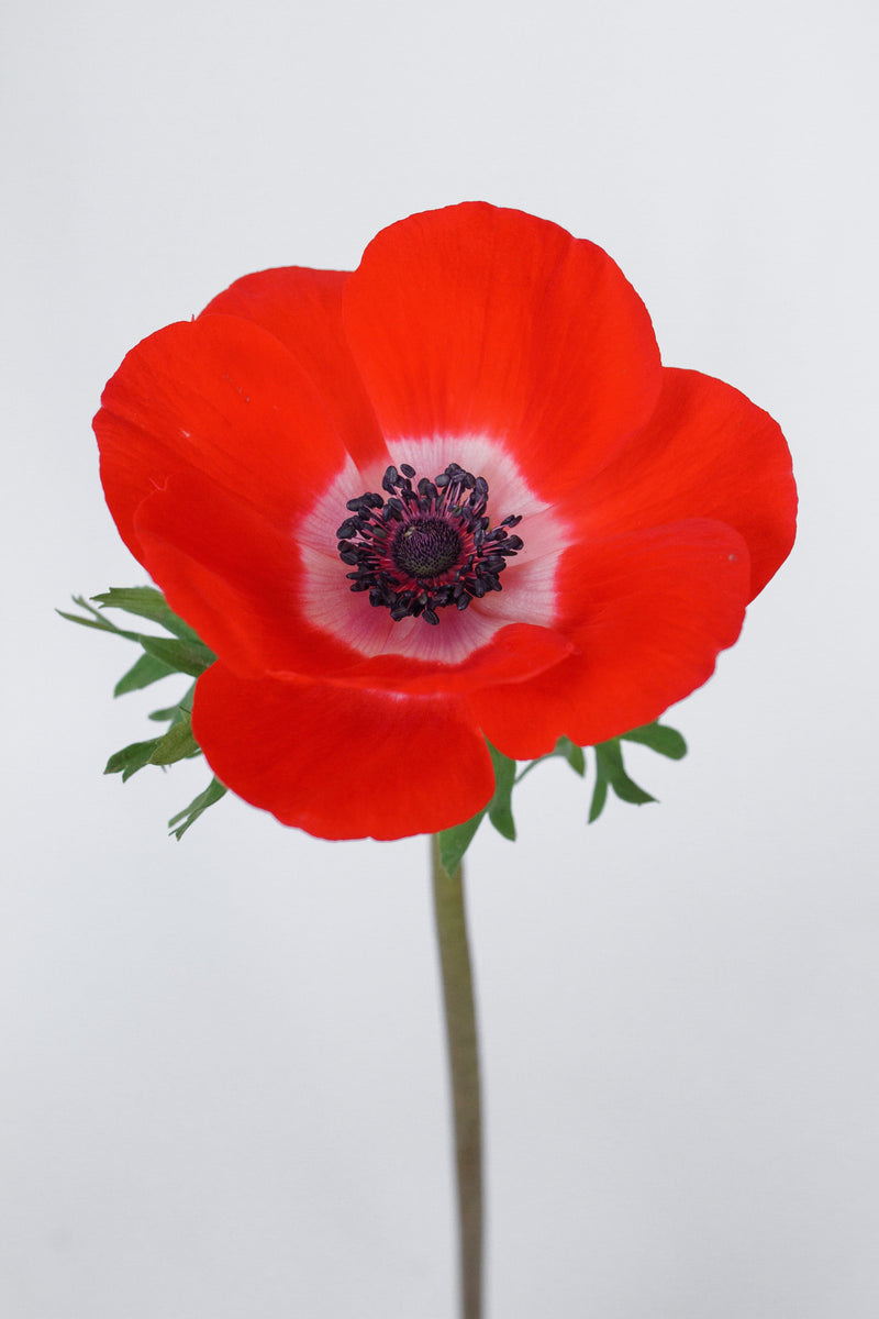 Anemone Red Wholesale Focal Fresh Cut Flower