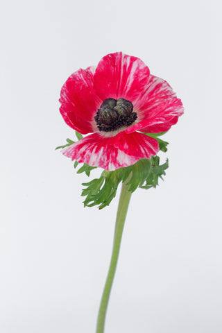 Anemone Pink Tiger Wholesale Focal Fresh Cut Flower