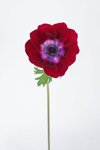 Anemone Violet