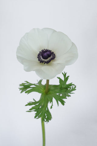 Anemone White Panda Wholesale Focal Fresh Cut Flower