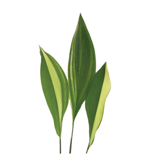 Aspidistra-Variegated