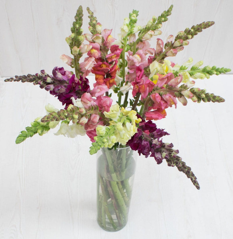 Buy Online High quality and Fresh Snapdragon (farm choice color) - Greenchoice Flowers