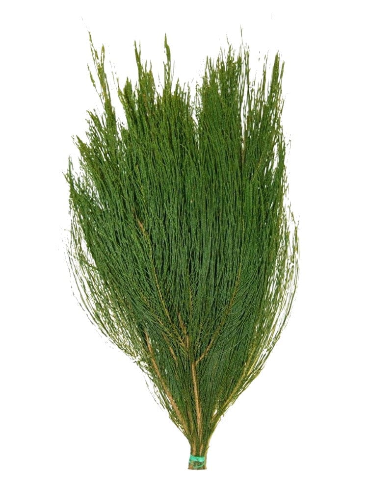 Australian Holiday Green Christmas Pine Bunch (Fresh Cut)