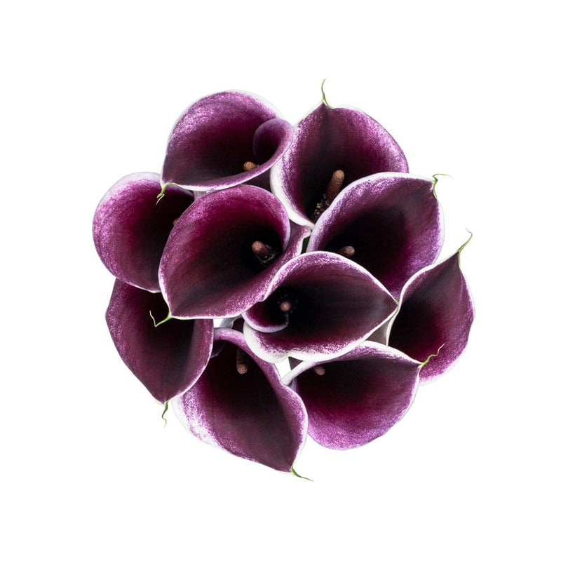 Buy Online High quality and Fresh Mini Calla Purple Eye - Greenchoice Flowers