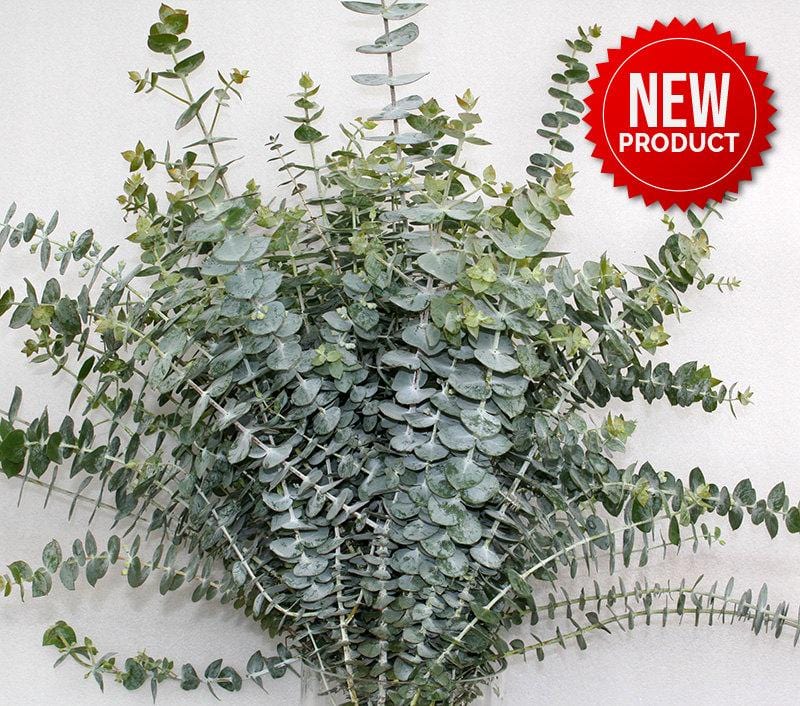 Buy Online High quality and Fresh Baby Blue Eucalyptus - Greenchoice Flowers