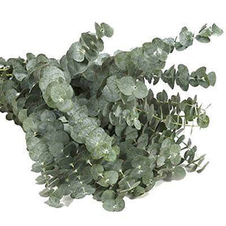 Buy Online High quality and Fresh Baby Blue Eucalyptus - Greenchoice Flowers