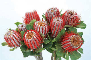 Protea Coccinea 40cm  (African Flower)