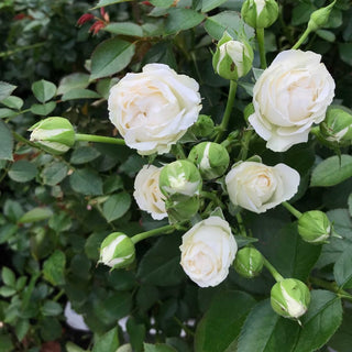 Buy Online High quality and Fresh Spray Rose Bombastic - Greenchoice Flowers