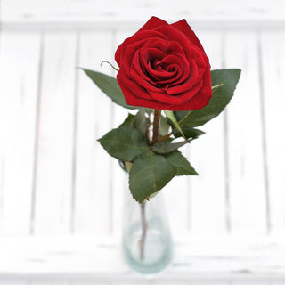 Buy Online High quality and Fresh Black Magic Rose - Greenchoice Flowers