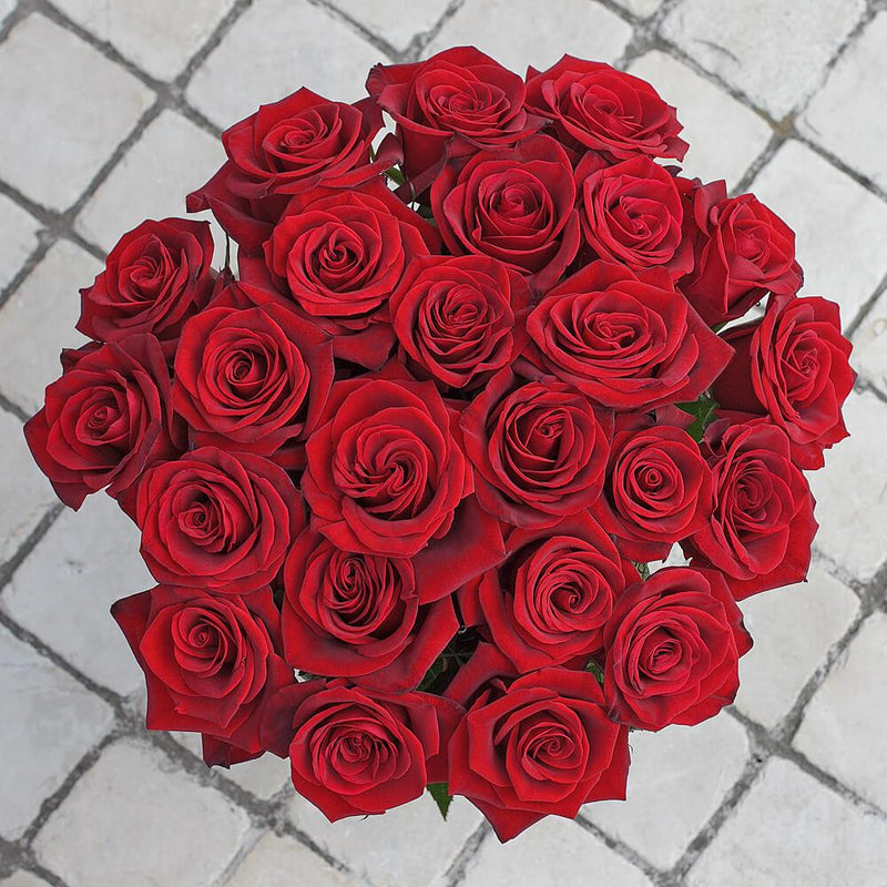 Buy Online High quality and Fresh Black Magic Rose - Greenchoice Flowers