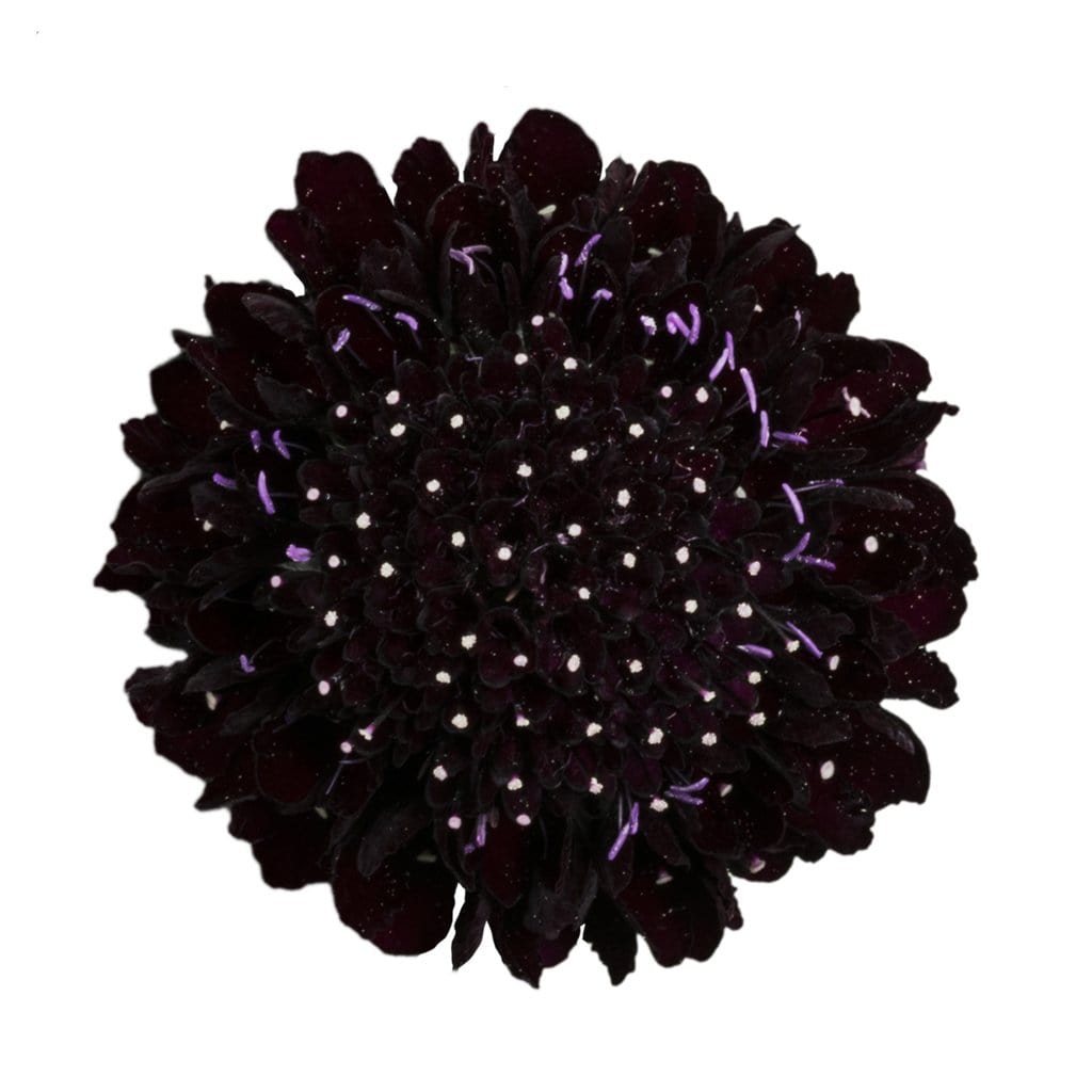 Buy Online High quality and Fresh Blackberry Scabiosa - Greenchoice Flowers