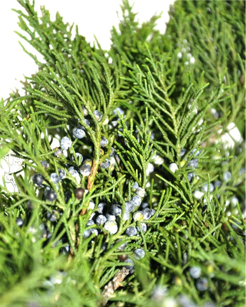 Blue Berried Cedar Holiday Green Christmas Pine Bunch (Fresh Cut)