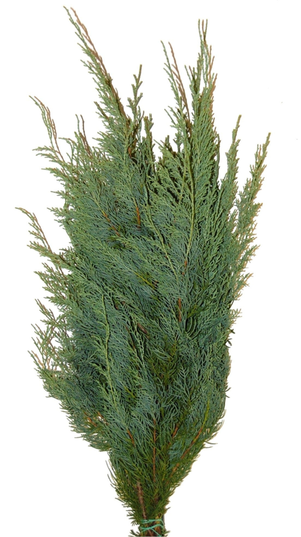Blue Tip Juniper Holiday Green Christmas Pine Bunch (Fresh Cut)