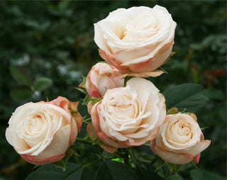 Buy Online High quality and Fresh Spray Rose Bombastic - Greenchoice Flowers