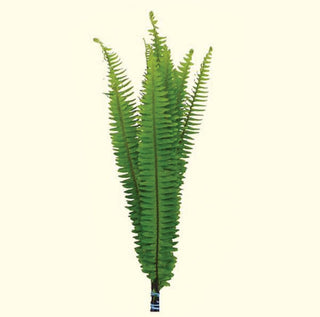 Boston Sword Fern Foliage Greenery (Fresh Cut)