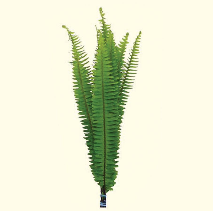 Boston Sword Fern – Greenchoice Flowers