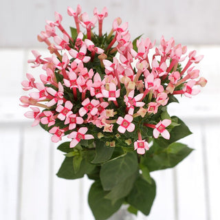 Buy Online High quality and Fresh Light Pink Bouvardia - Greenchoice Flowers