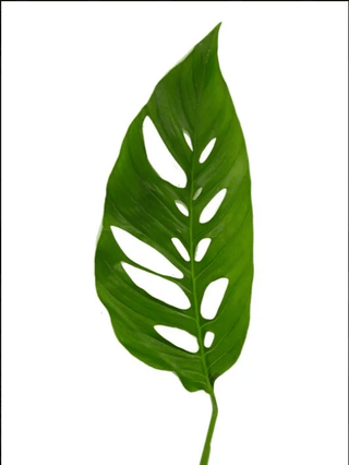 Swiss Cheese Tropical Leaf Foliage Greenery (Fresh Cut)