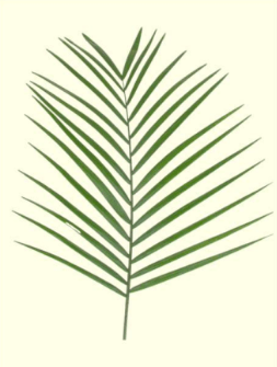Teepee Palm Foliage Greenery (Fresh Cut)