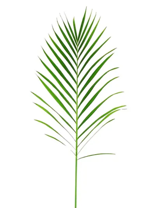 Areca Palm Foliage Greenery (Fresh Cut)