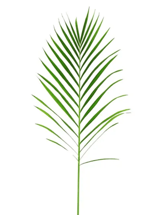 Areca Palm