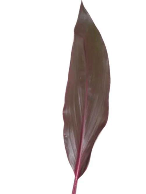 Ti Leaves Red Cordyline