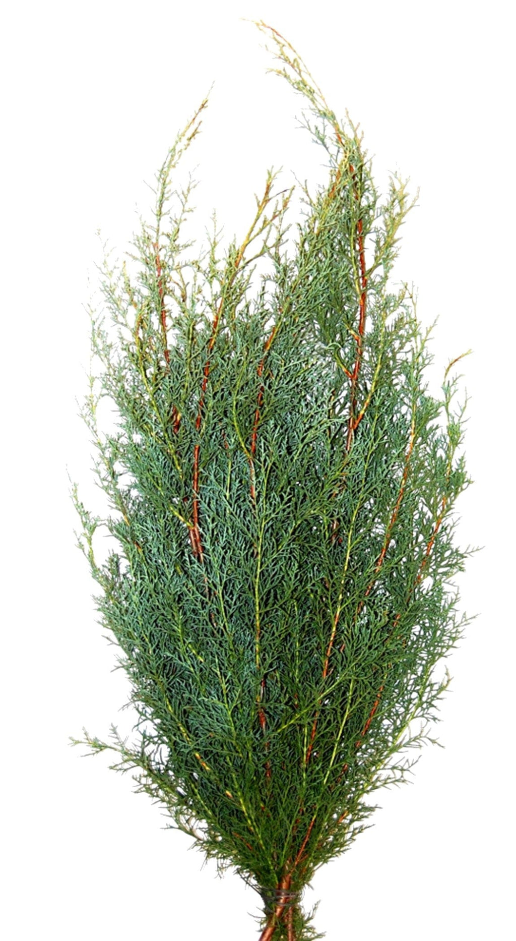 Carolina Sapphire Holiday Green Christmas Pine Bunch (Fresh Cut)