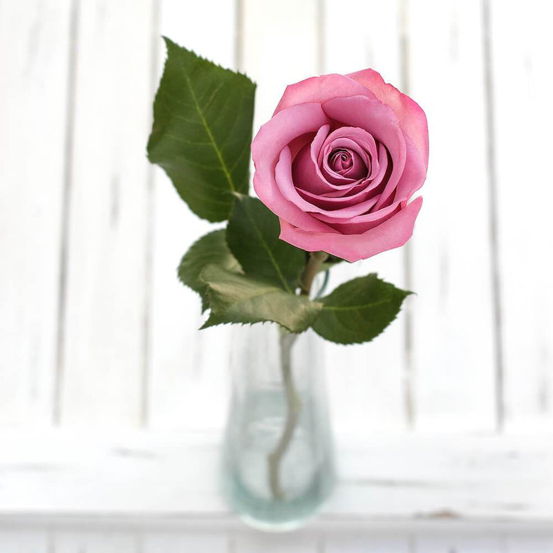 Buy Online High quality and Fresh Cool Water Rose - Greenchoice Flowers
