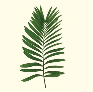 Coontie Fern Foliage Greenery Filler (Fresh Cut)