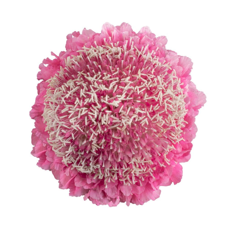 Buy Online High quality and Fresh Light Candy Scabiosa - Greenchoice Flowers