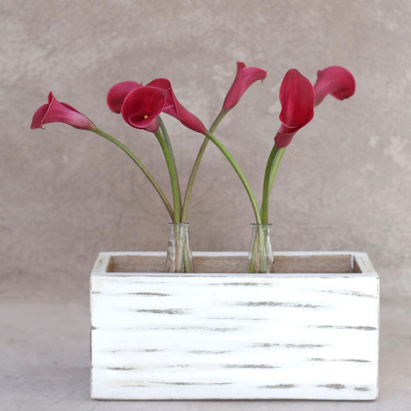Buy Online High quality and Fresh Cranberry Mini Calla - Greenchoice Flowers