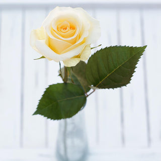 Buy Online High quality and Fresh Creme d' la Creme Rose - Greenchoice Flowers