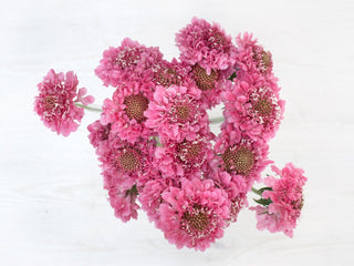 Buy Online High quality and Fresh Hot Pink Scoop Scabiosa - Greenchoice Flowers