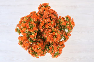 Buy Online High quality and Fresh Warm Orange Kalanchoe - Greenchoice Flowers