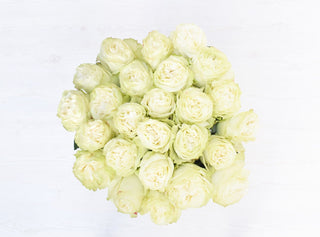 Buy Online High quality and Fresh Moonstone Garden Rose - Greenchoice Flowers