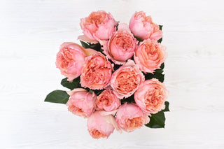 Buy Online High quality and Fresh Salmanasar - Greenchoice Flowers