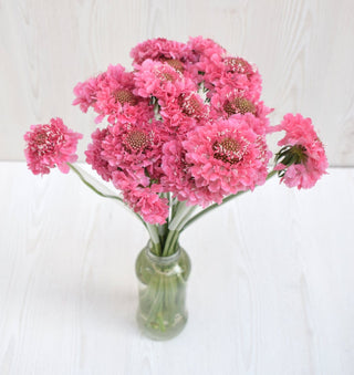 Buy Online High quality and Fresh Hot Pink Scoop Scabiosa - Greenchoice Flowers