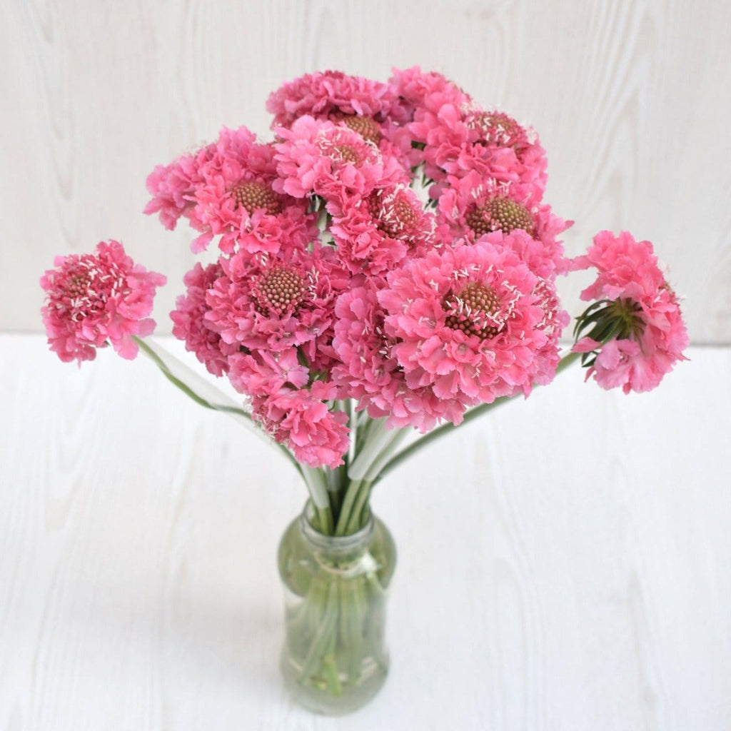 Buy Online High quality and Fresh Candy Scoop Scabiosa - Greenchoice Flowers