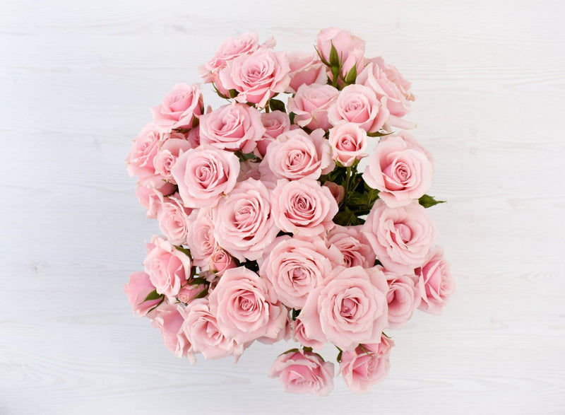 Buy Online High quality and Fresh Pink Majolica Spray Rose - Greenchoice Flowers
