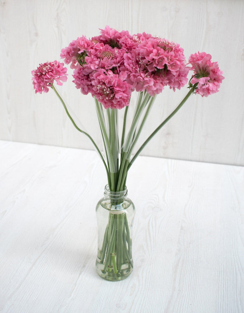 Buy Online High quality and Fresh Hot Pink Scoop Scabiosa - Greenchoice Flowers