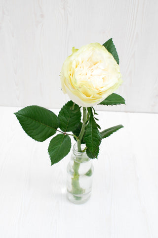 Buy Online High quality and Fresh Moonstone Garden Rose - Greenchoice Flowers