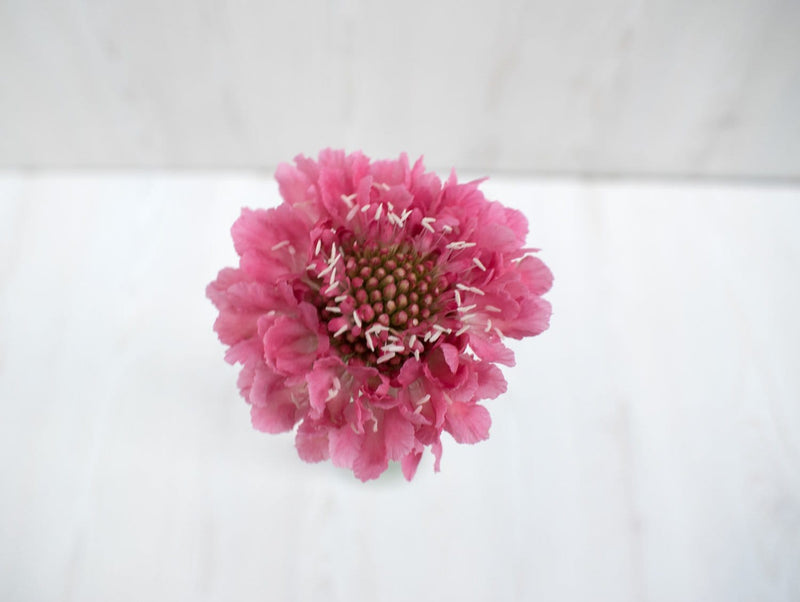 Buy Online High quality and Fresh Hot Pink Scoop Scabiosa - Greenchoice Flowers
