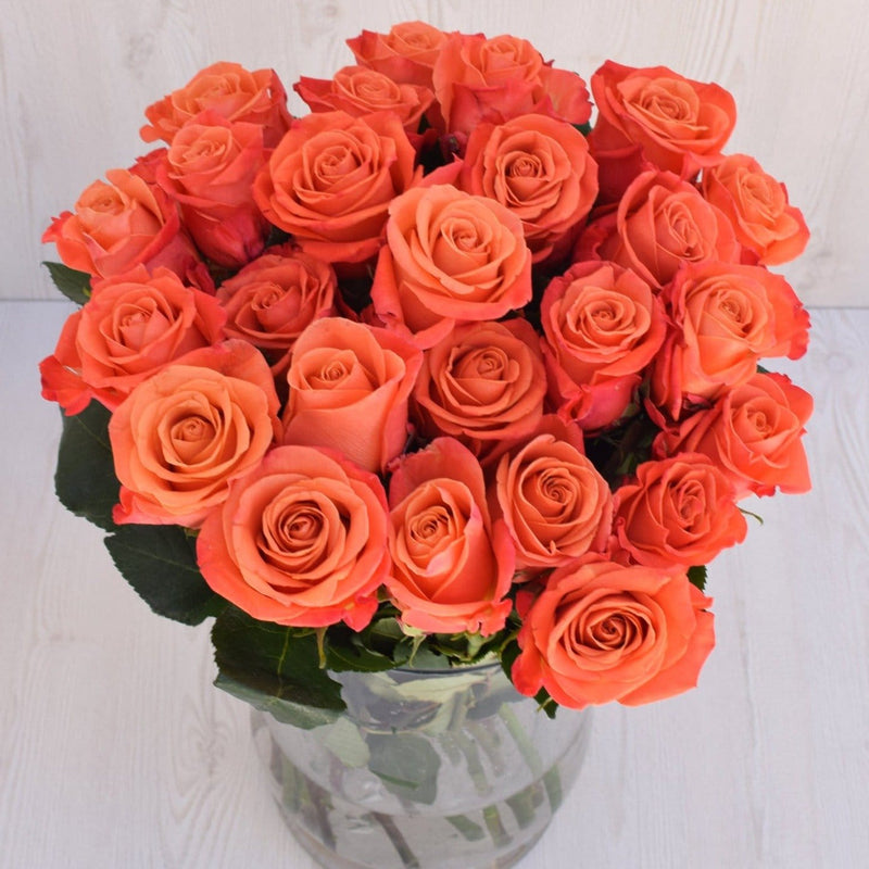 Buy Online High quality and Fresh Orange Crush Rose 25ST - Greenchoice Flowers