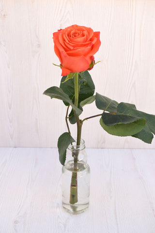 Buy Online High quality and Fresh Orange Crush Rose - Greenchoice Flowers