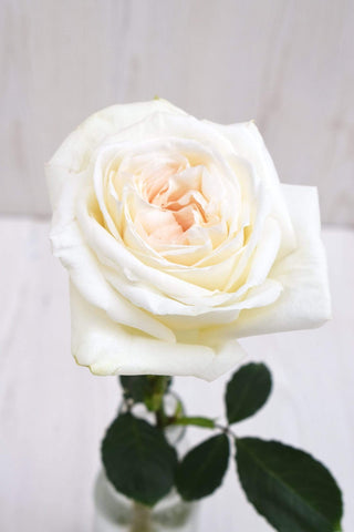 Buy Online High quality and Fresh White O'Hara - Greenchoice Flowers