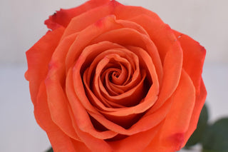 Buy Online High quality and Fresh Orange Crush Rose - Greenchoice Flowers