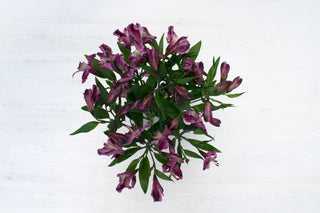 Buy Online High quality and Fresh Purple Alstroemeria - Greenchoice Flowers